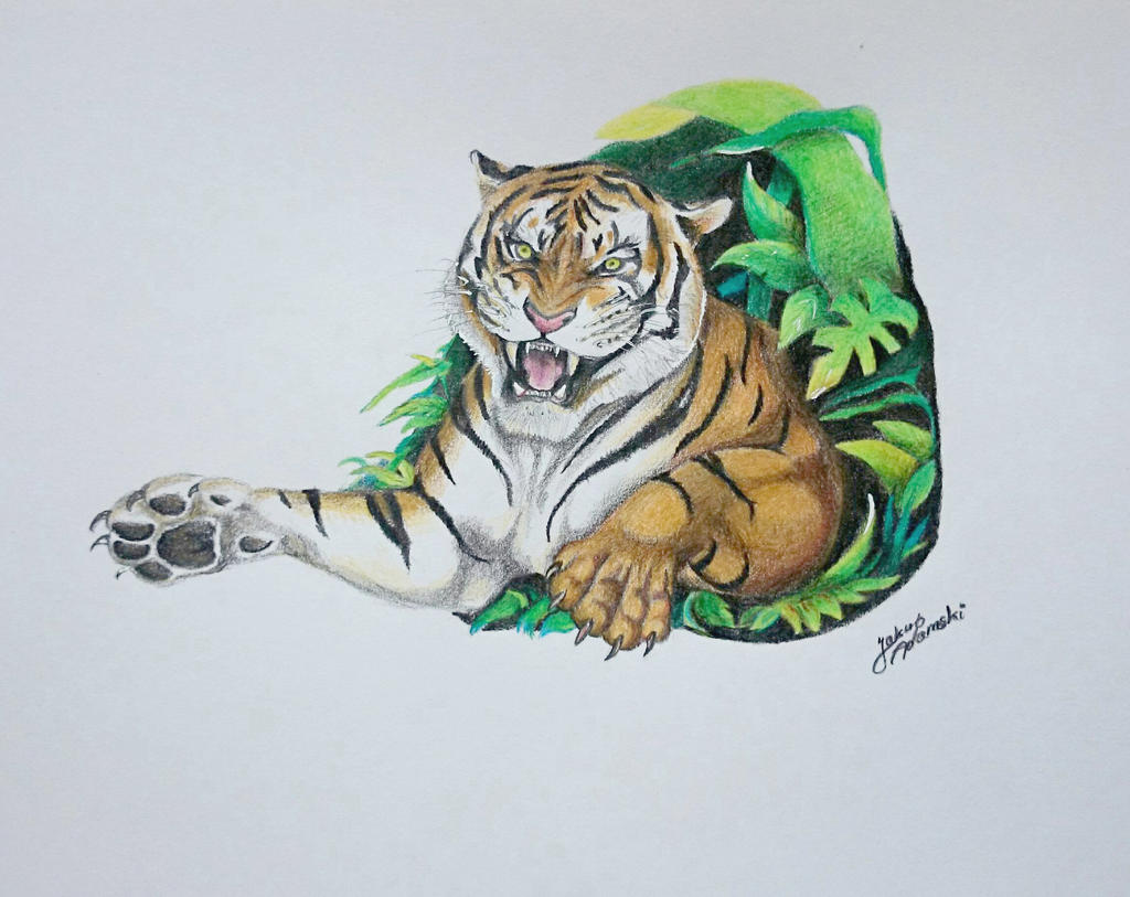 Tiger drawing - Project of tattoo by JakubQaazAdamski on DeviantArt
