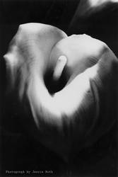 Calla Lilly