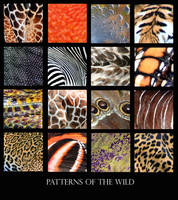 Patterns of the Wild