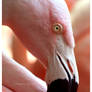 Pink Flamingo III