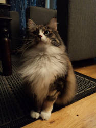 Dashing Norwegian forest cat