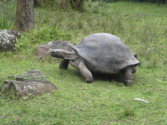 Giant Tortoise