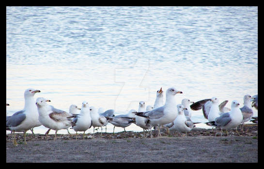 seagulls