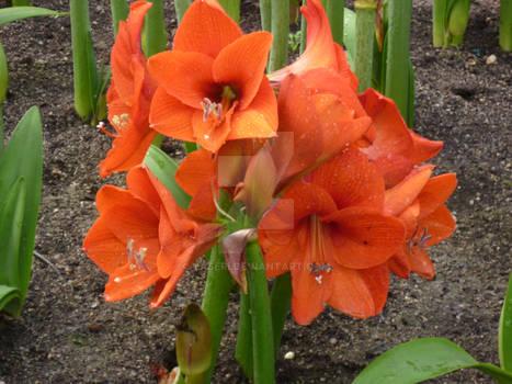 Lily Cluster - Orange