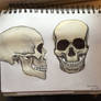 human skull study