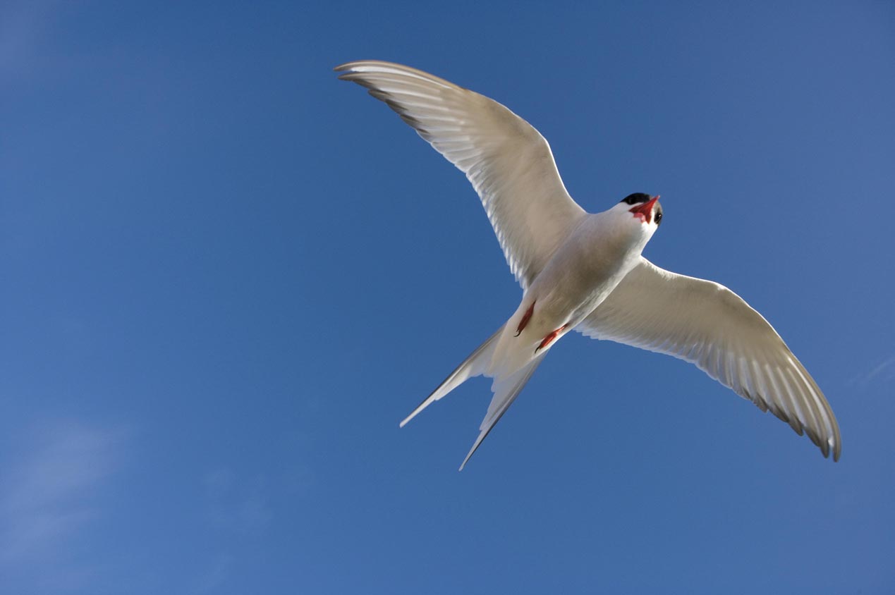 Oiseau Dans Le Ciel