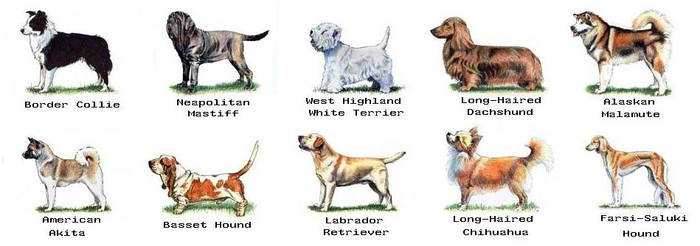 Dog Breeds