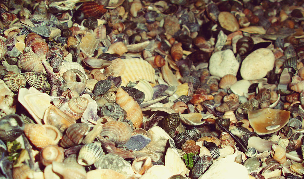 Shells by septemberissues on DeviantArt