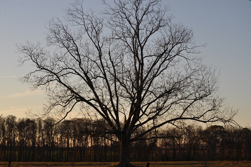 GA Pecans