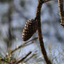 PineCone