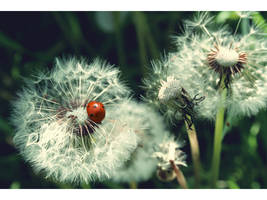 Dandelions