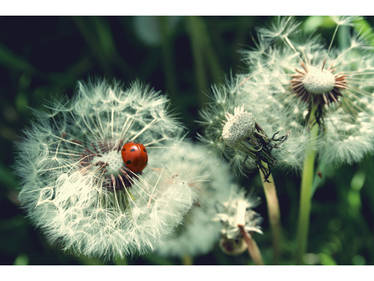 Dandelions