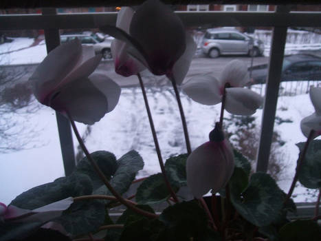 flowers in winter