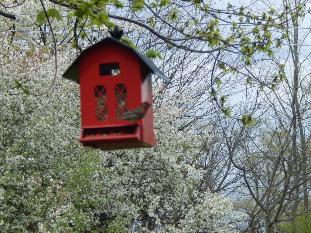 Female Cardinal