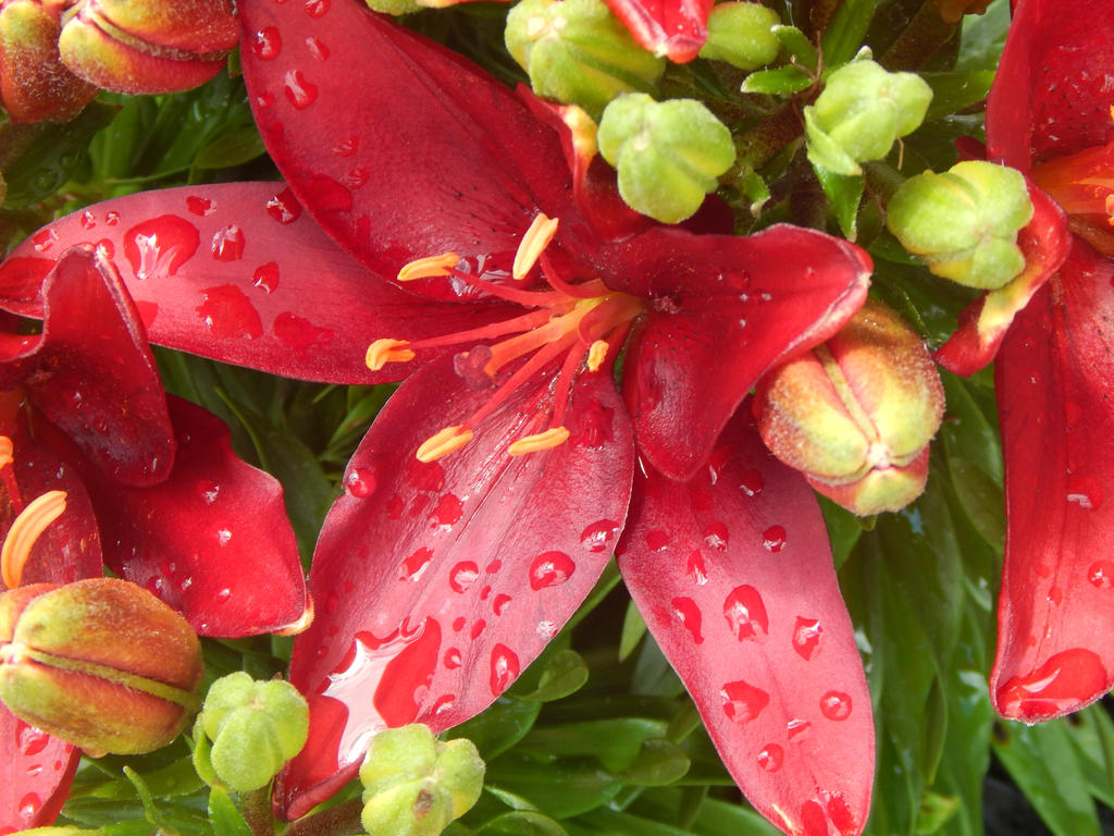 Red Day Lily by LeeAnna-Rose on DeviantArt