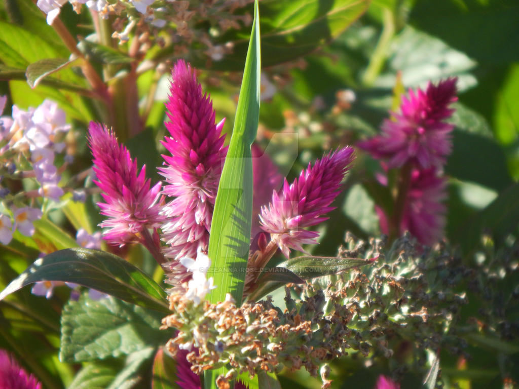 Pink Flowers