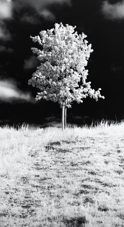 Young Tree IR