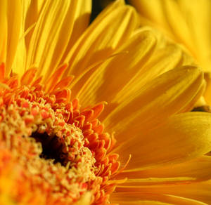 Yellow gerbera