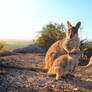 Prosperine Rock Wallaby