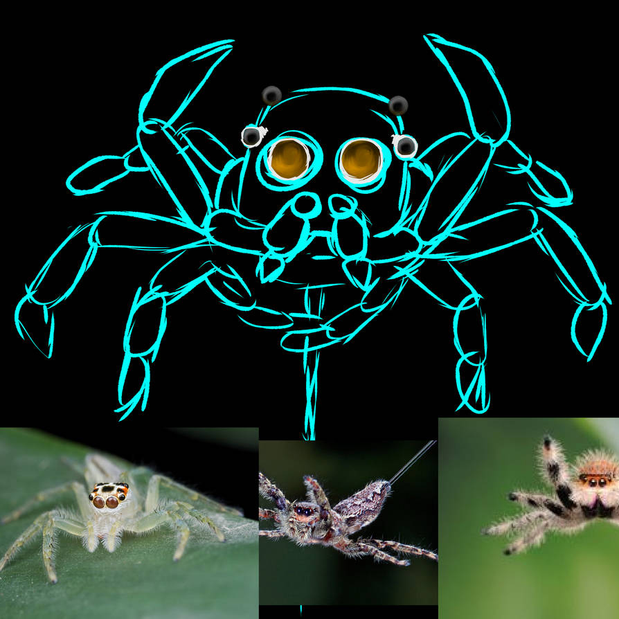 Translucent Spiderpic Translucent Jumping Spider WIP 1 by A-Spastic-Dinocorn on DeviantArt