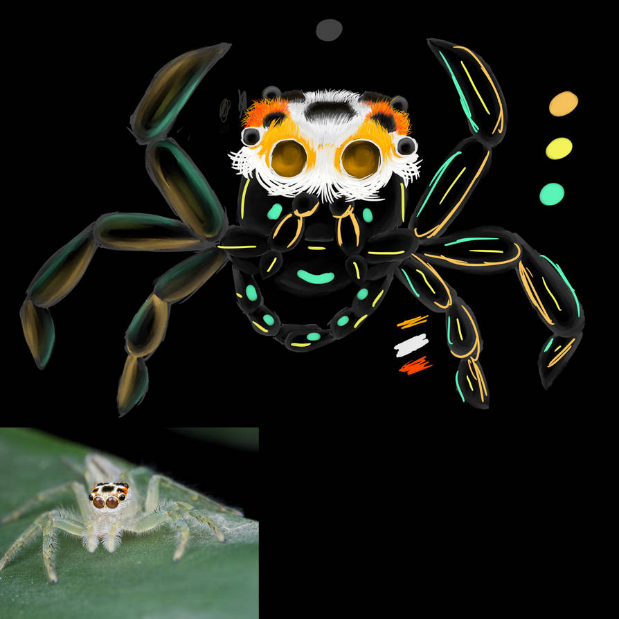 Translucent Spiderpic Translucent Jumping Spider WIP 10 by A-Spastic-Dinocorn on DeviantArt