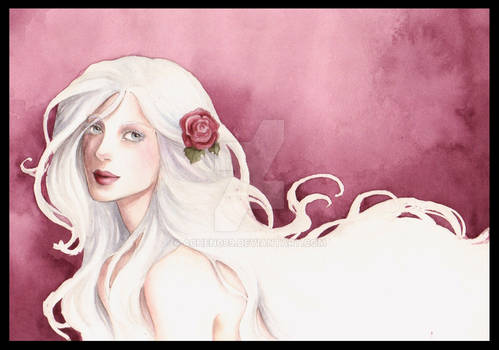 The White Rose