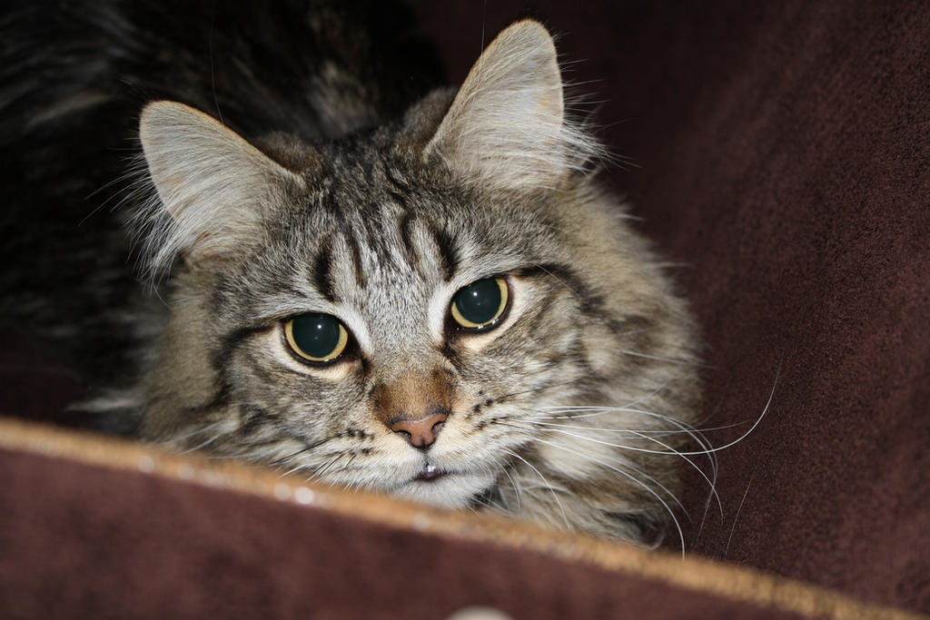 Maincor Cat Maincoon Cat by MystiqueNL on DeviantArt