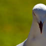 Seagull