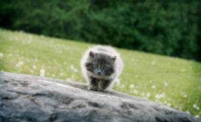 Wild kitten :p