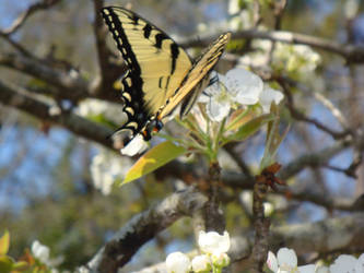 Tiger Swallowtail