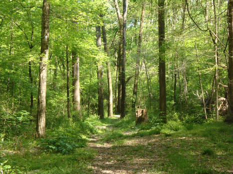 Forest Trail