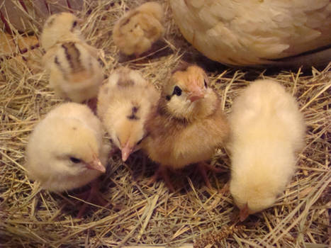 Nugget's Chicks