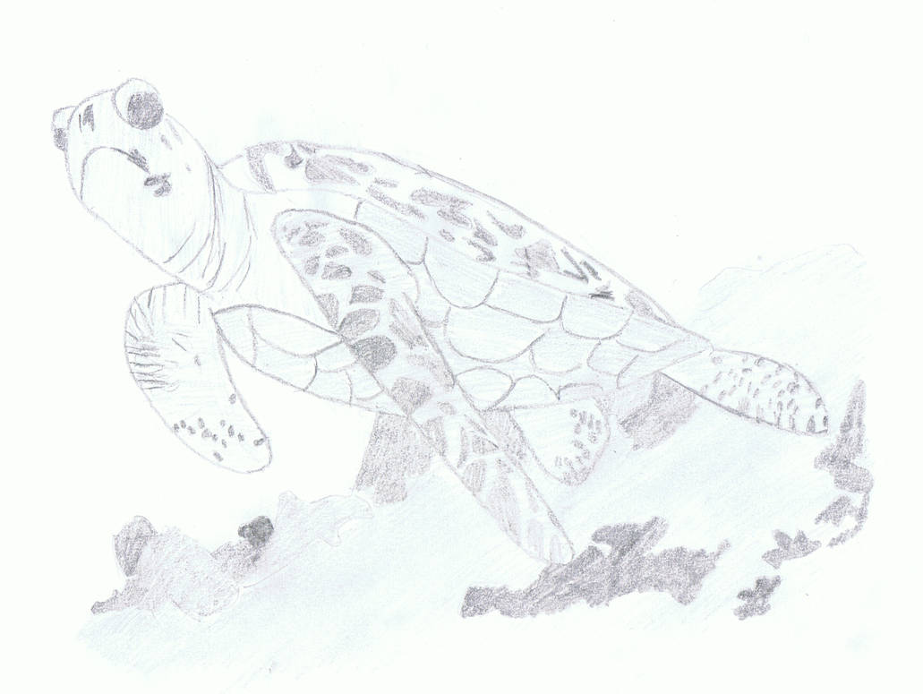 Grumpy turtle by Silbernacht99 on DeviantArt