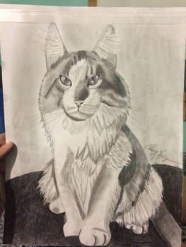 Cat Sketch