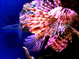 Lion Fish