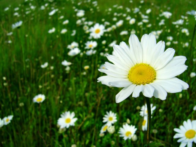 Field of Daisies