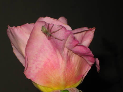 The Spider's Rose