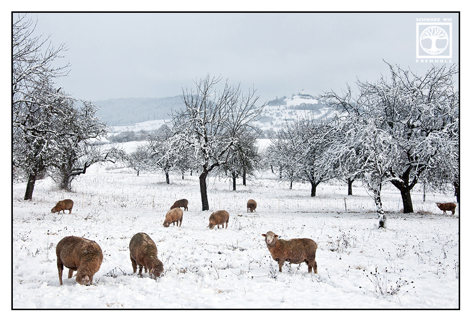 Counting the Sheep