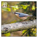 Eurasian Nuthatch by SchwarzWieEbenholZ