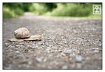 Grandma Crossing by SchwarzWieEbenholZ