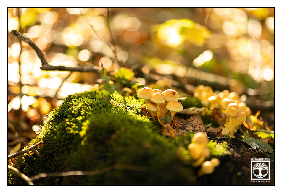 Mush Company by SchwarzWieEbenholZ on DeviantArt