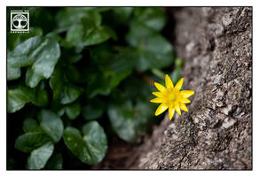 Celandine like a Vine