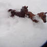 foals in the snow