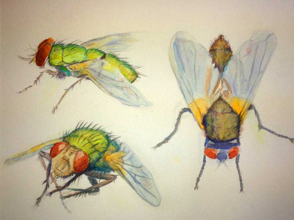 Deviantart Compostfly FLIES by brotherschris on DeviantArt