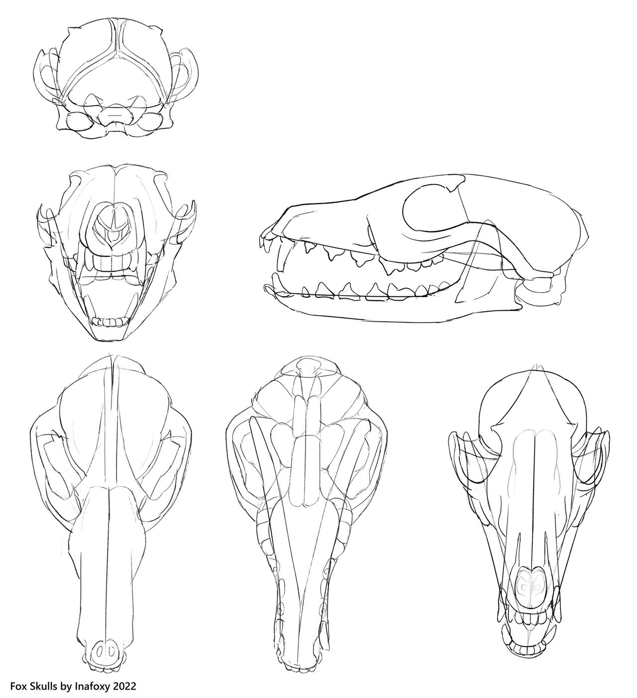 Fox Roting Skull Fox Skulls by Inafoxy on DeviantArt
