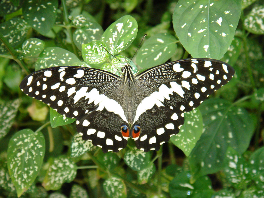 Papilio demococus