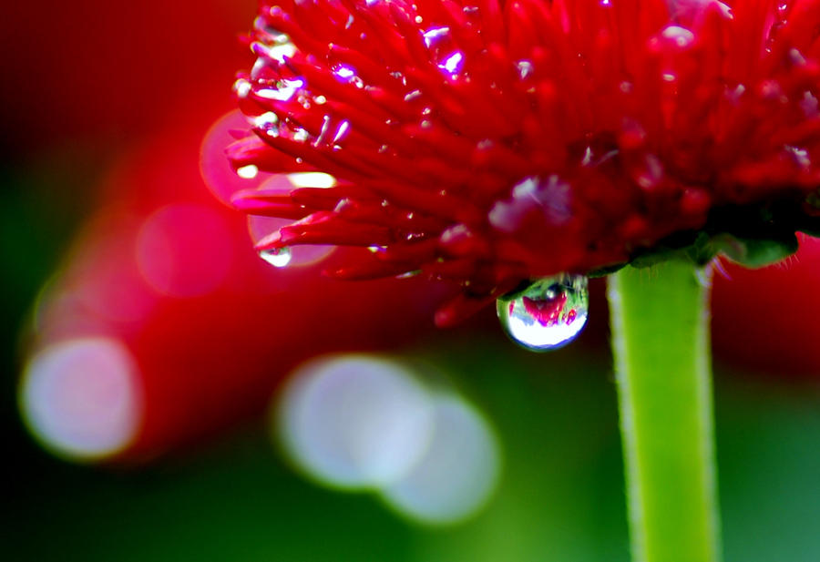 Drops on Flowers 03