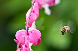 Approaching bee