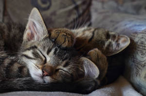 Sleeping kittens