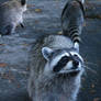 Raccoons of British Columbia